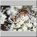 Craesus alniastri - Blattwespe w01a 8mm - OS-Hellern Wiese det06.jpg